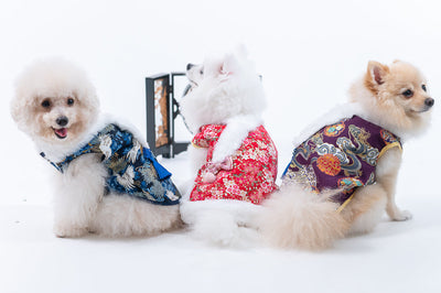 Animal-Go-Round เสื้อผ้าเครื่องแต่งกาย สัตว์เลี้ยง, หมา, แมว, สุนัข รุ่น Master Shifu